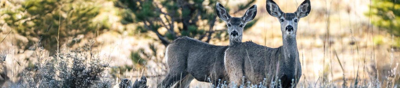 two deer looking at camera