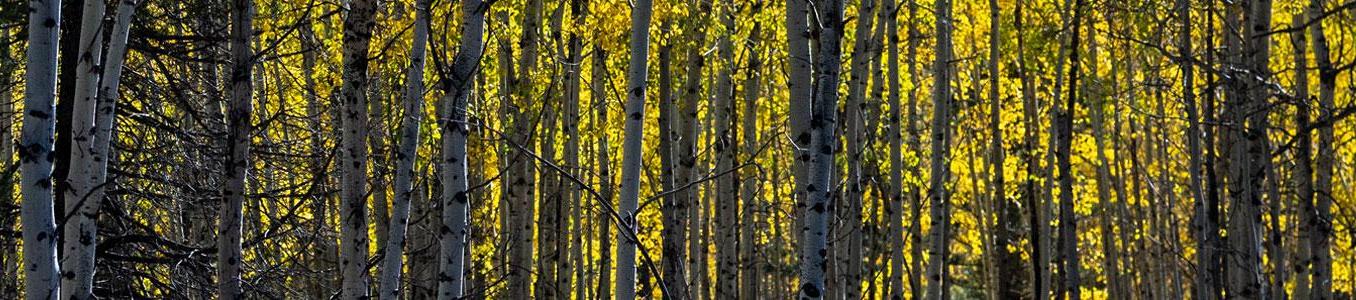 aspens